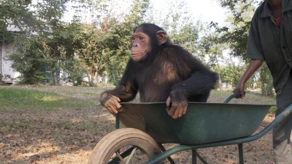 Jane Goodall: uratowane szympansy z Konga