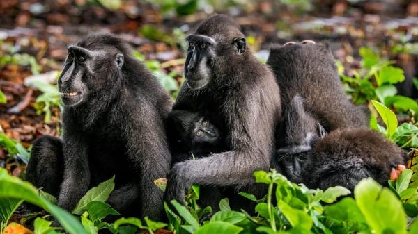 Un espoir pour la nature