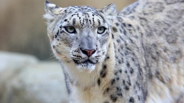 Panthere des neiges de l'Himalaya