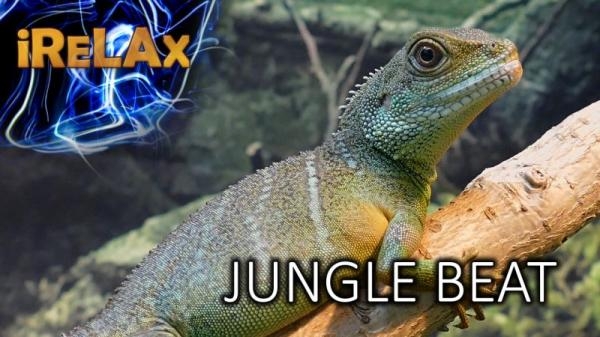 Jungle Beat - o Amazonii