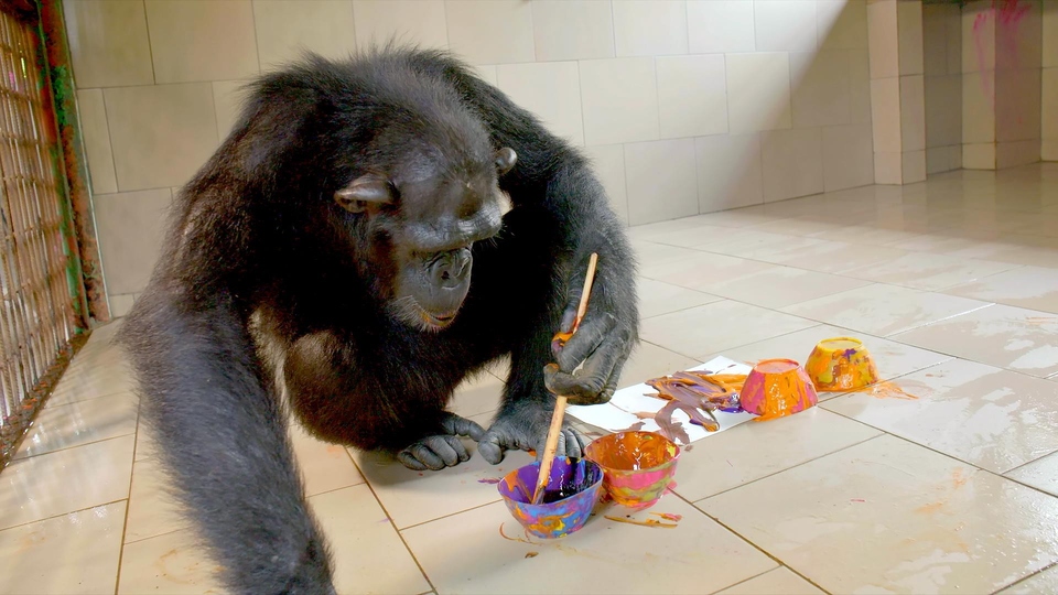Документ Szympansy z Kongo: Jane Goodall zaprasza 2