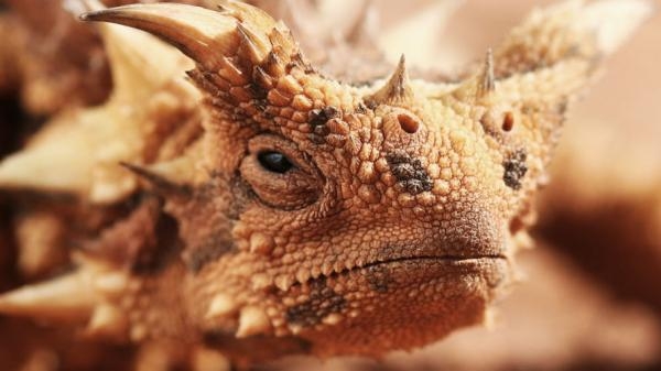 Nebeski safari: Australija