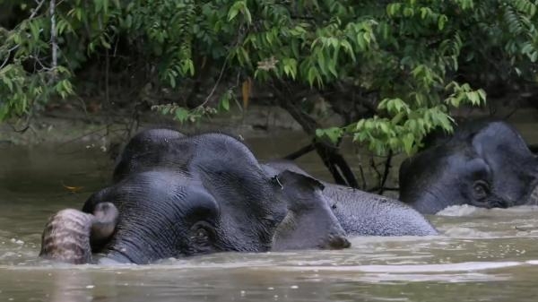 Borneo: puszcze pełne cudów