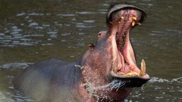 Ubojite životinjske taktike