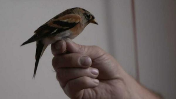 Cesty tažných ptáků