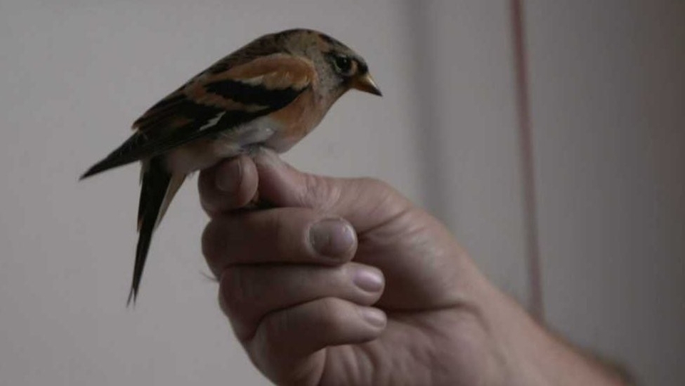 Dokument Cesty tažných ptáků