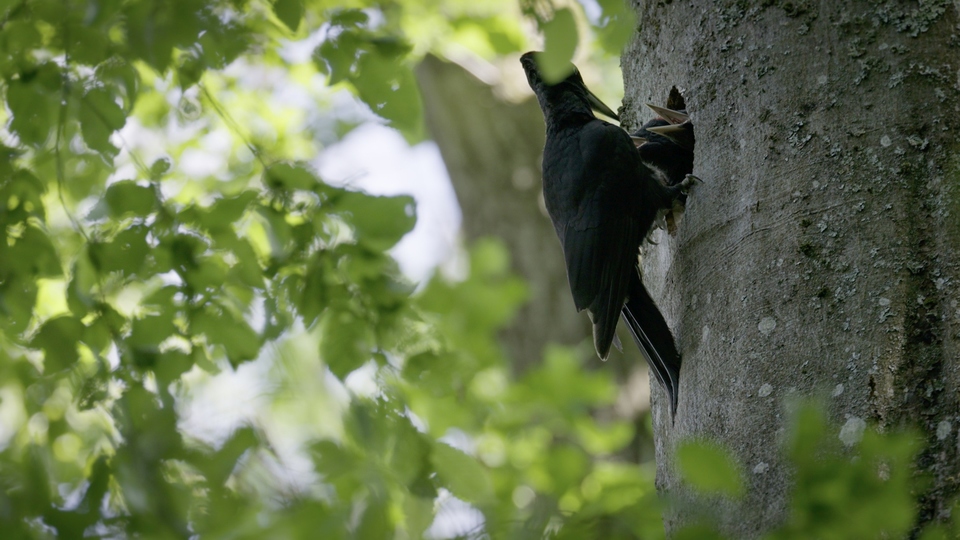 Dokument Pan doktor datel