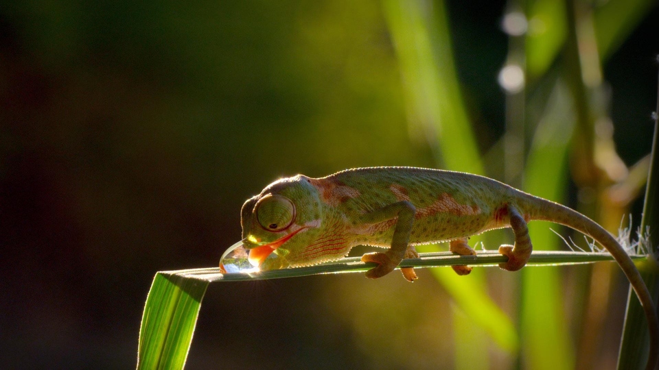Documentary Dawno temu w Tsavo