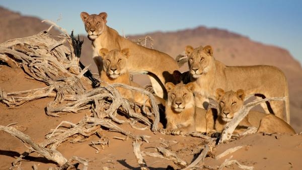 Kraljevi koji nestaju - Namibski lavovi