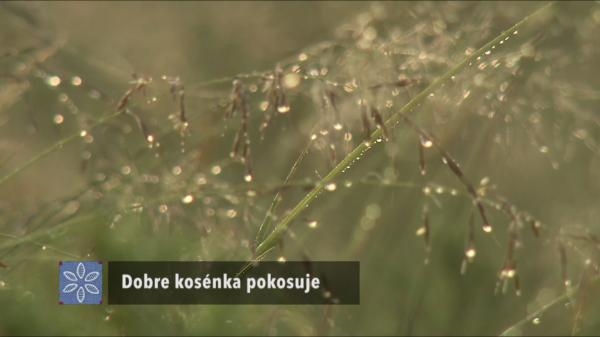 Dobre kosénka pokosuje