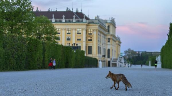 Dziki Wiedeń