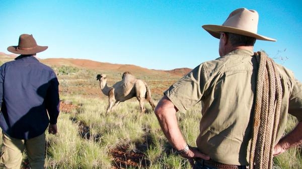 Veterinar u australskoj divljini