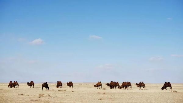 Divlja Mongolija: Zemlja ekstrema
