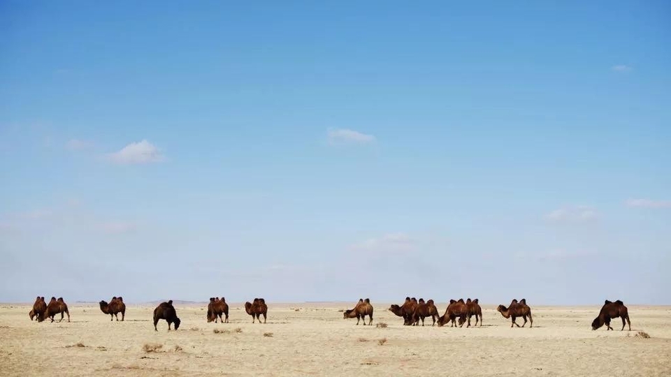 Dokumentarci Divlja Mongolija: Zemlja ekstrema