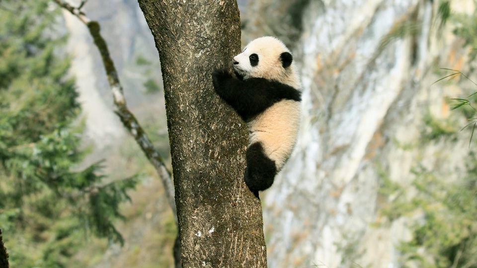 Dokumentarci Četiri godišnja doba u carstvu velikih panda