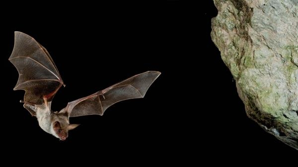 Divlja Transilvanija: Tajno kraljevstvo Drakule