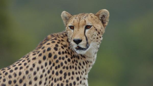 Bliski susreti divlje vrste