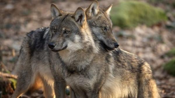 Les animaux du toit du monde