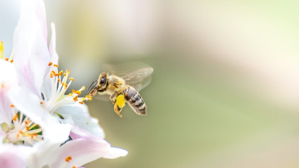 Dokument Les abeilles, sentinelles de la planete
