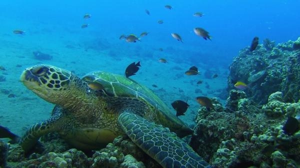 Akvárium - stinná stránka hobby