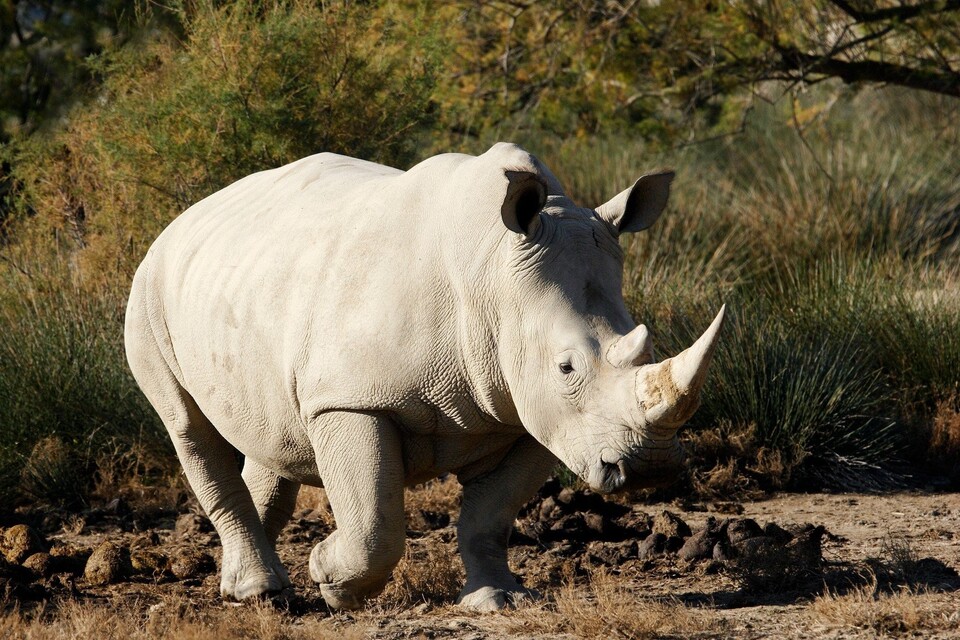 Dokument Viktor Takács - V krajině bílého nosorožce