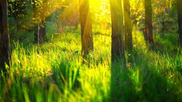 Les réseaux de la nature