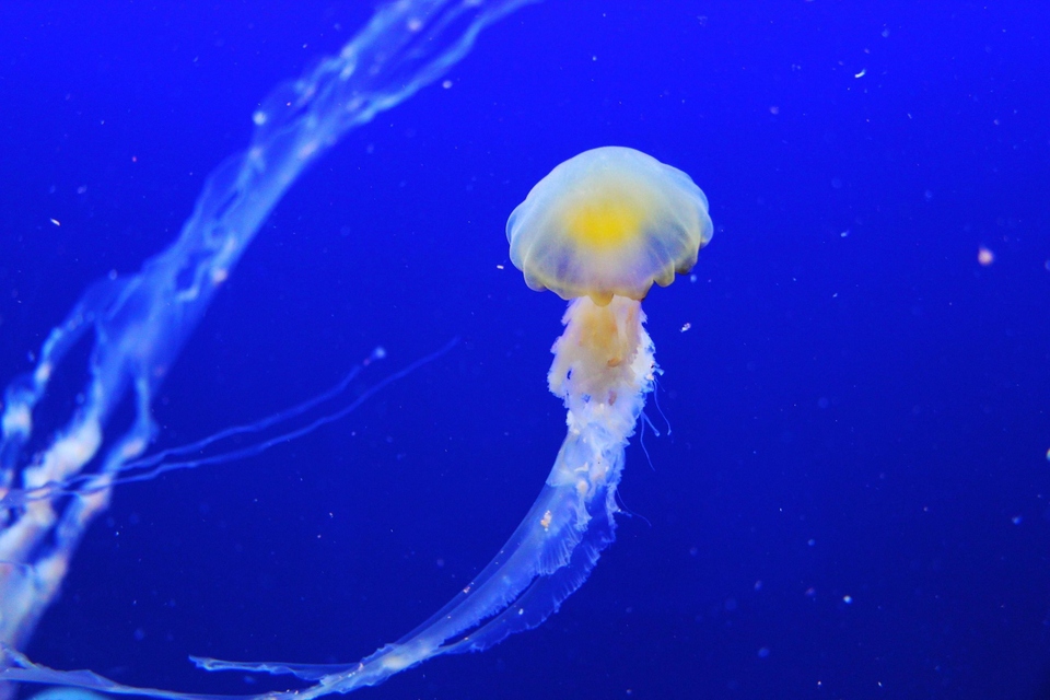 Dokumentarci Najubojitija meduza svijeta