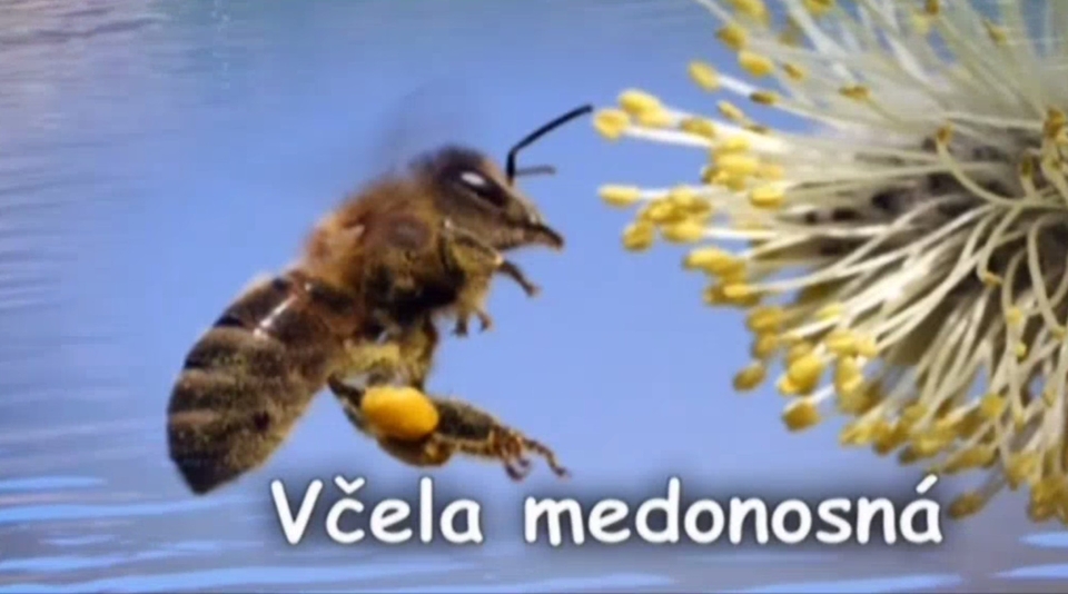 Dokument Včela