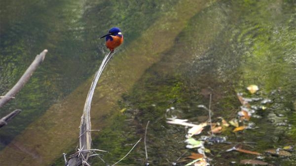 Izvanredna Australija