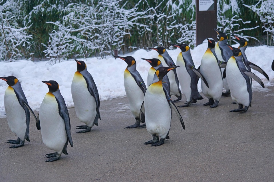 Dokumentarci Tajne zoološkog vrta: Pingvini
