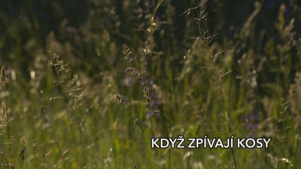 Když zpívají kosy