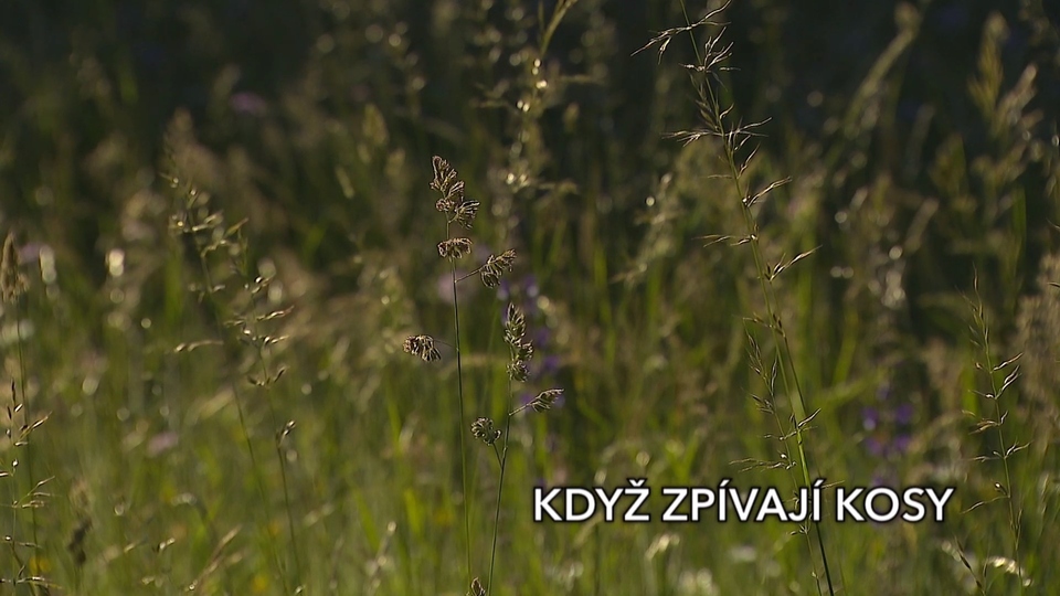 Documentary Když zpívají kosy