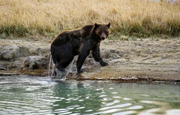 Znovuzrozená divočina Skalnatých hor: Od Yellowstonu k Yukonu