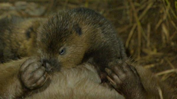 Castor, la force de la nature