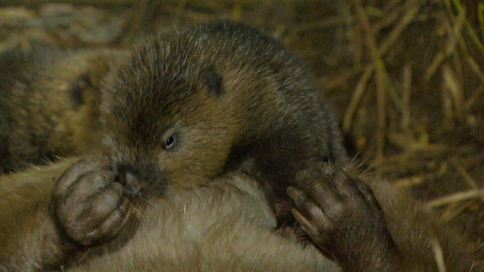 Dokument Castor, la force de la nature