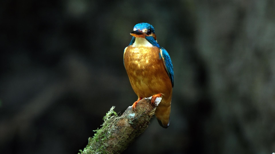 Dokumentarci Divlja Belgija