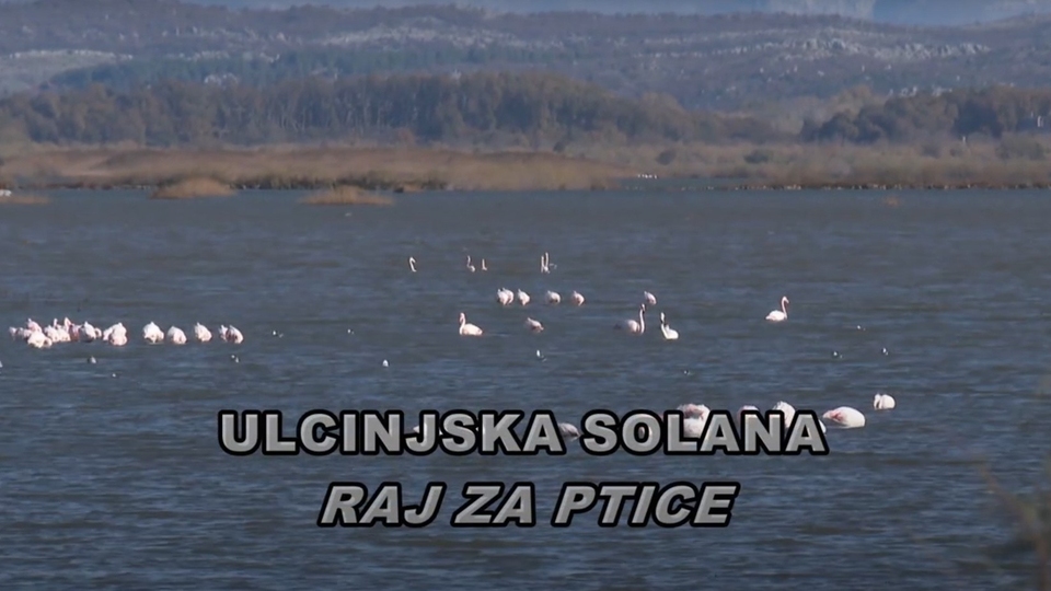 Dokumentarci Ulcinjska solana raj za ptice