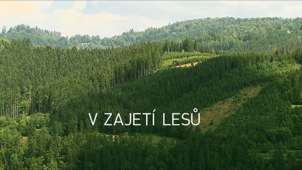 Documentary V zajetí lesů