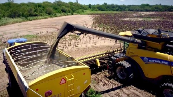 Huiles végétales: un marché bouillant