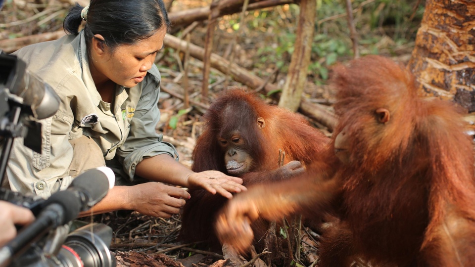 Dokumentarci Kako postati orangutan