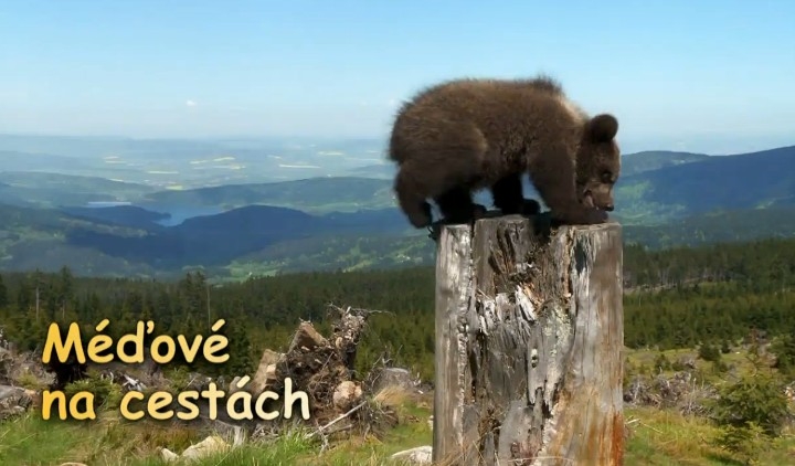 Méďové