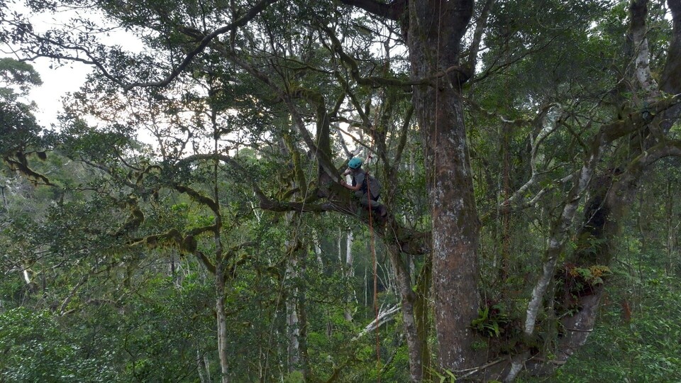 Dokument Ivohiboro, la foret oubliée