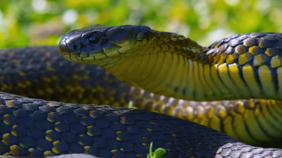 Dokumentarci Otok zmija: divlje i smrtonosne