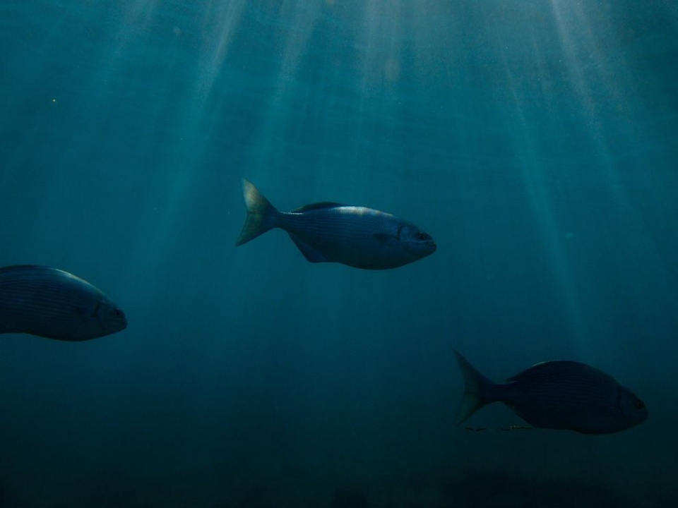 Dokumentarci Dubine oceana