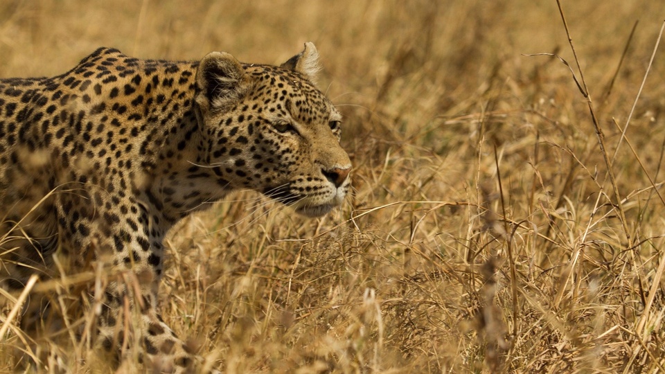 Dokumentarci Leopard i hijena: Neobičan savez