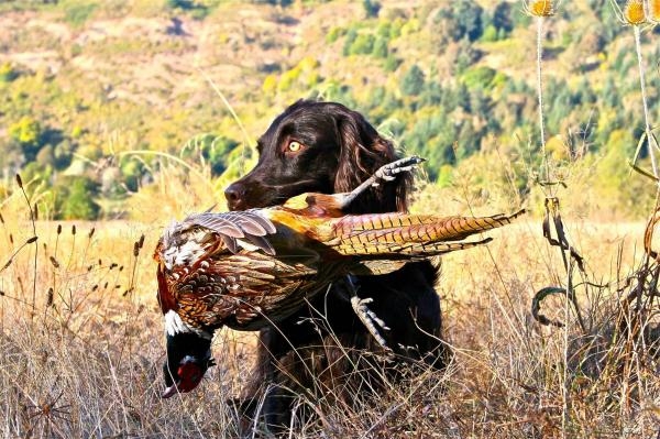 Na stopě kořisti - Lov bažantů a kachen v Maďarsku1.díl