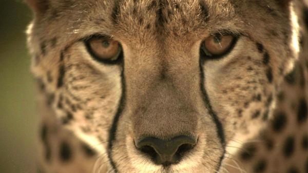 Planet velikih mačaka