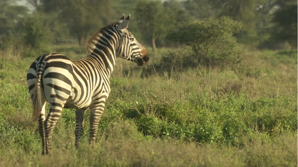 Dokumentarci Zebre Serengetija