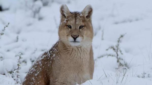 Skrivena zimska čuda