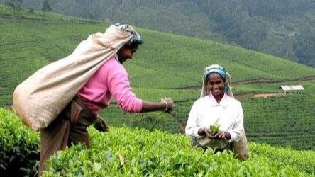 Dokumentarci Zeleni dijamant Šri Lanka
